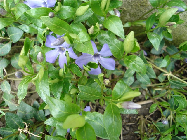 vinca